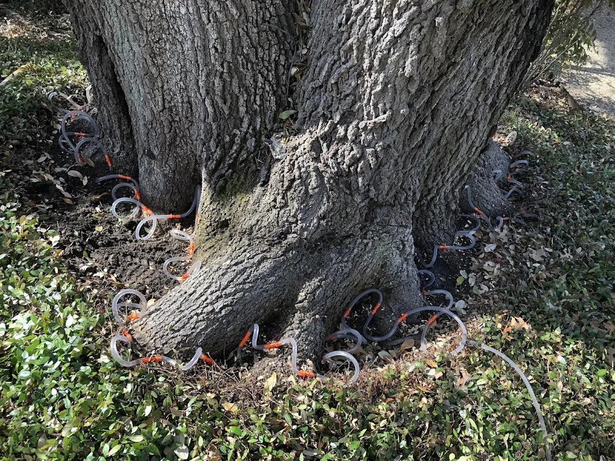 Detailed Tree Cabling and Bracing job site in Kila